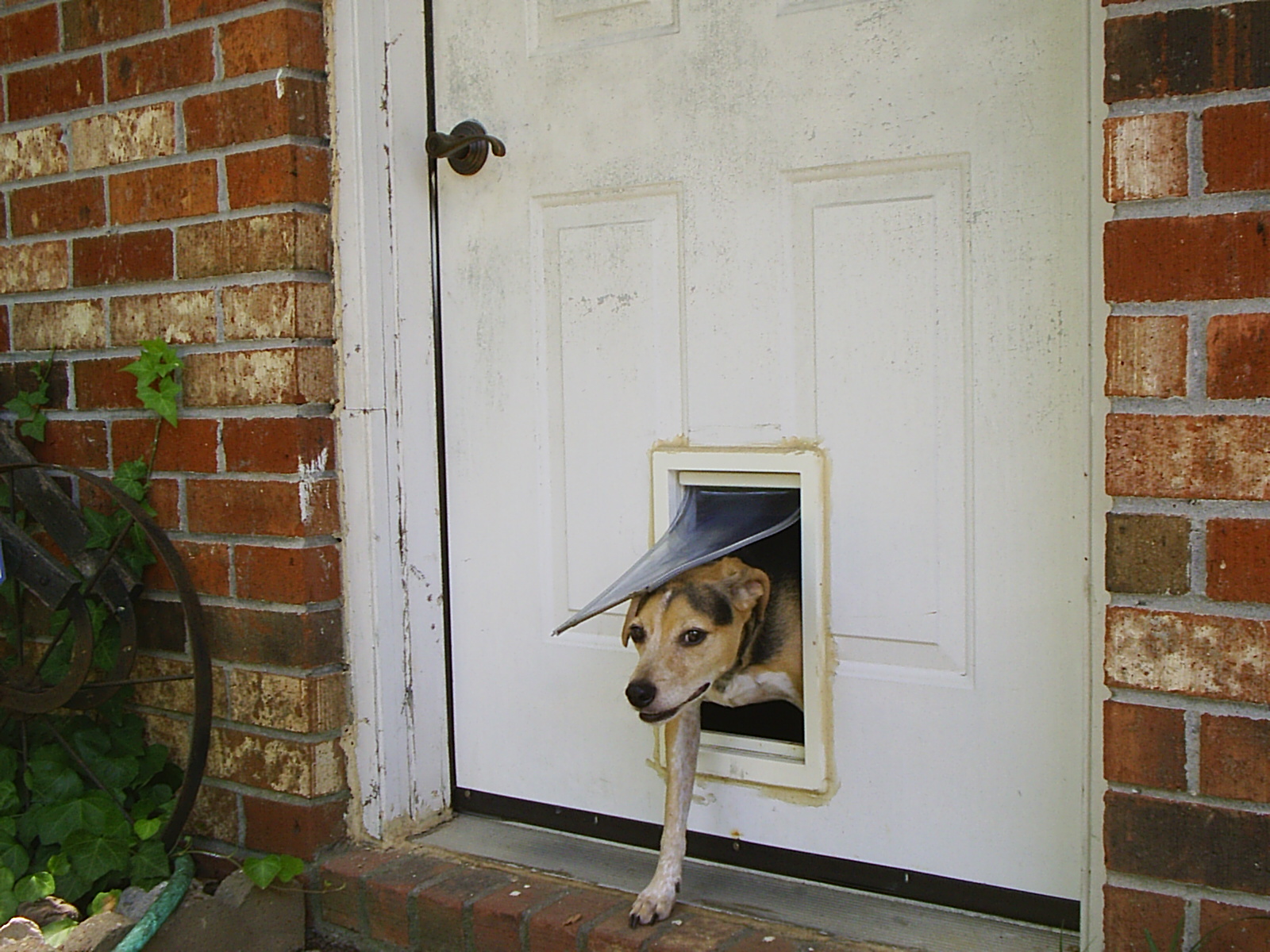 Pet Door