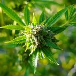 How to Choose the Right Cannabis Product for Your Specific Needs
