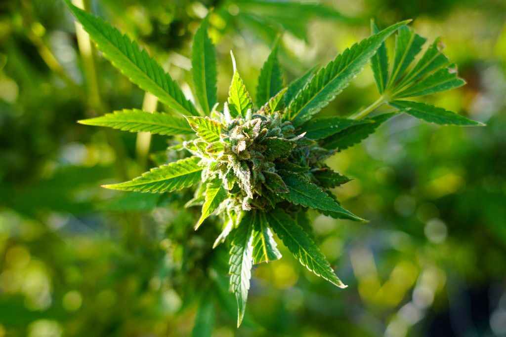 How to Choose the Right Cannabis Product for Your Specific Needs