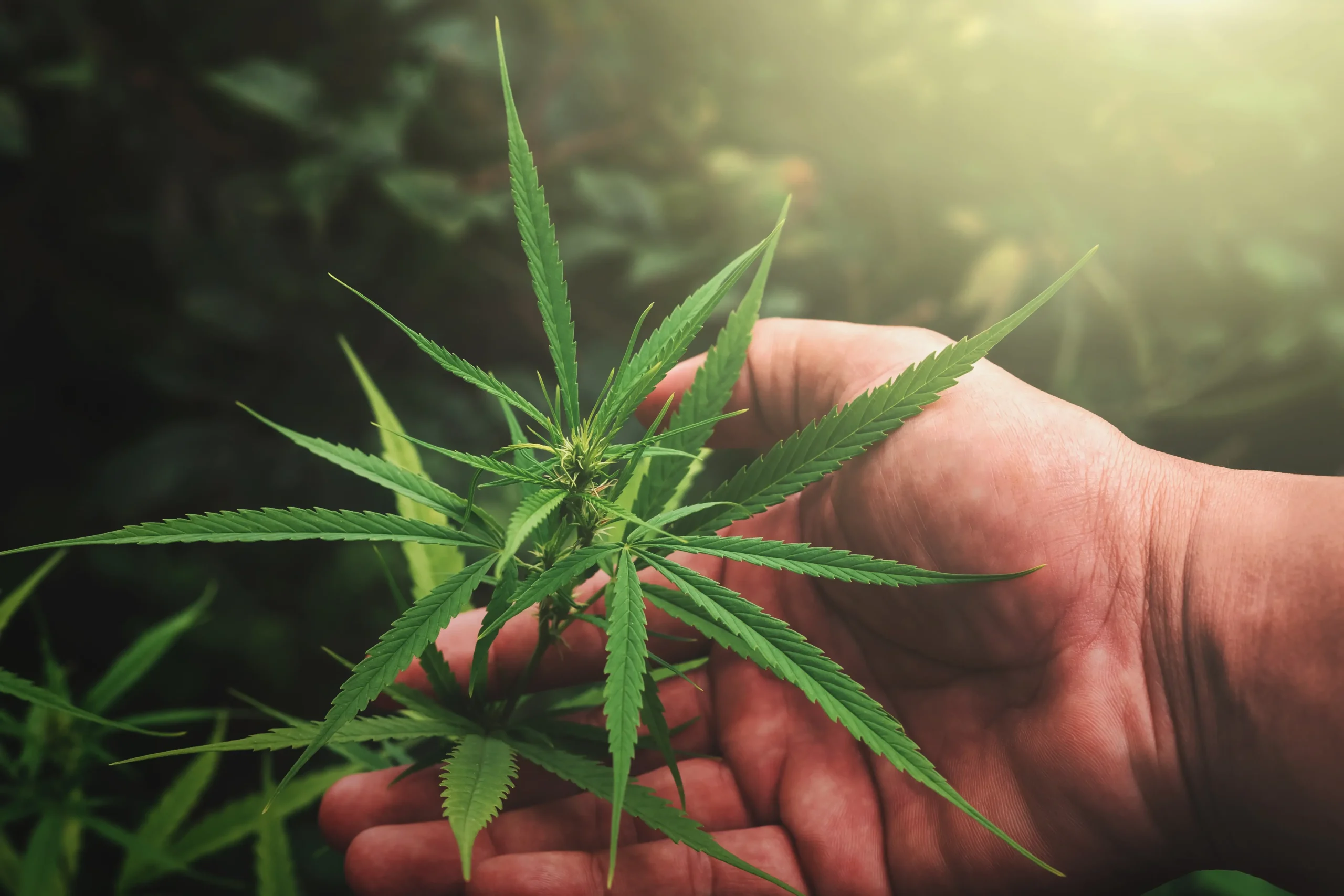 high potency delta 8 flower